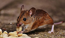 24 Hour & Emergency Exterminators in Gamble, PA